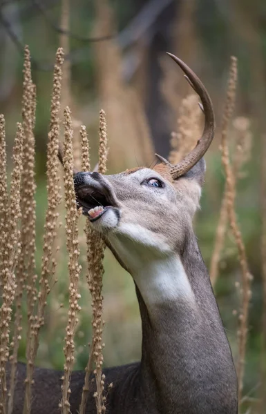 Cervo Selvatico Animale Natura Fauna — Foto Stock