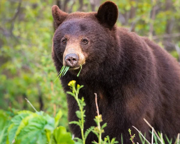 Oso Negro Salvaje Naturaleza Fauna — Foto de Stock