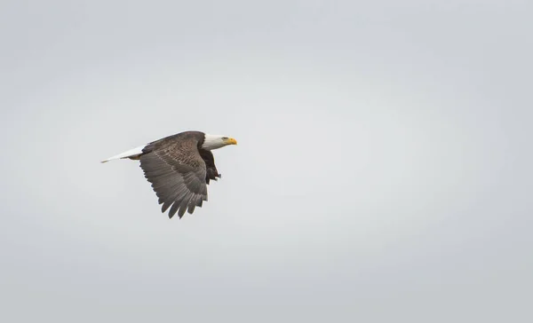 Aquila Selvatica Uccello Natura Fauna — Foto Stock