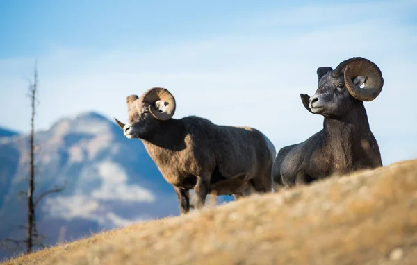 ビッグホーン羊 自然動物 — ストック写真