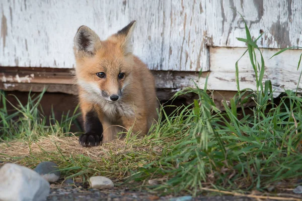 red fox, animal. Nature, fauna