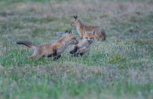 Červené Lišky Zvířata Příroda Fauna — Stock fotografie