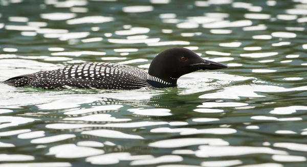 Loon Estado Selvagem Animal Natureza Fauna — Fotografia de Stock