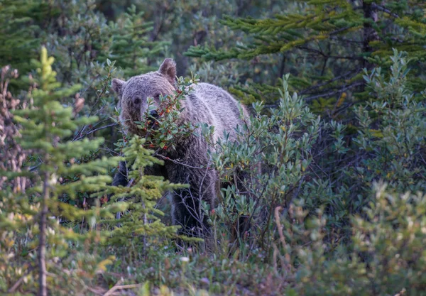 Oso Pardo Salvaje Naturaleza Fauna —  Fotos de Stock