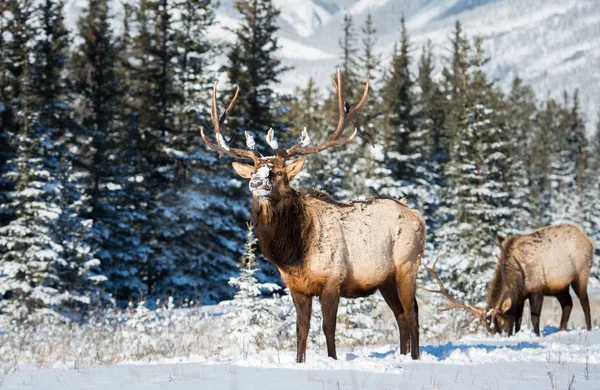 Wild Bull Elk Nature Fauna — 스톡 사진