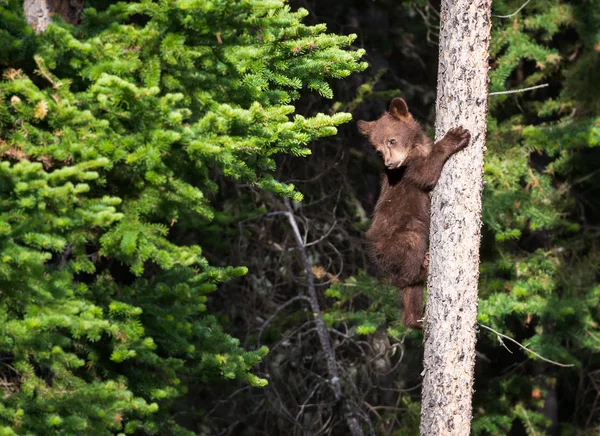 Orso Nero Selvatico Natura Fauna — Foto Stock