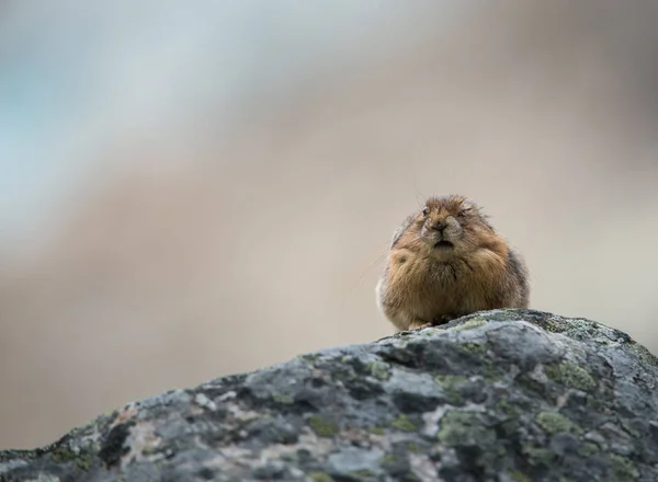 Pika Selvagem Animal Natureza Fauna — Fotografia de Stock