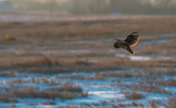 Dzika Sowa Ptaszyno Natura Fauna — Zdjęcie stockowe