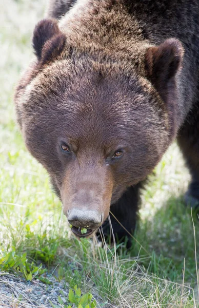 Divoký Medvěd Grizzly Příroda Fauna — Stock fotografie