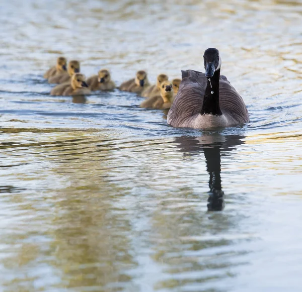 Bernaches Canada Dans Nature Oiseaux Nature Faune — Photo