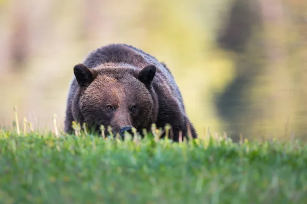 Divoký Medvěd Grizzly Příroda Fauna — Stock fotografie