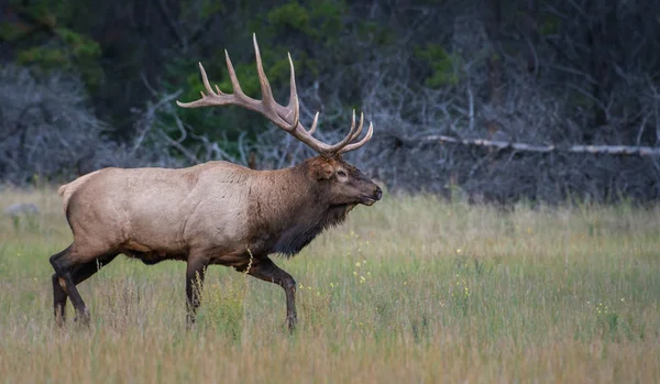 Divoký Býk Příroda Fauna — Stock fotografie