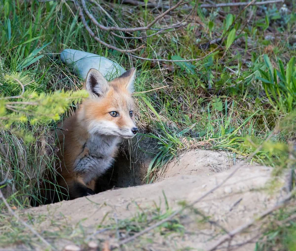 Raposa Vermelha Animal Natureza Fauna — Fotografia de Stock