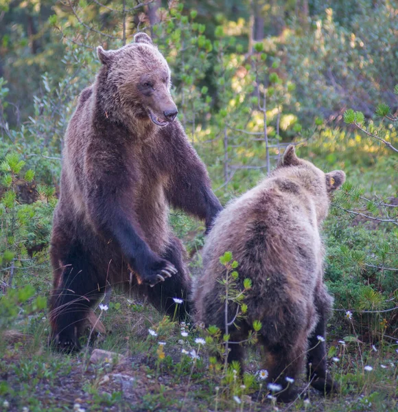 Grizzlis Sauvages Nature Faune — Photo
