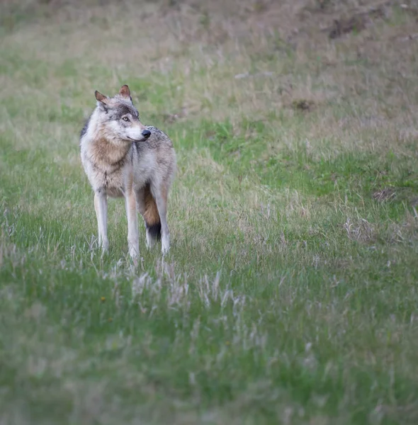 Loup Animal Nature Faune — Photo