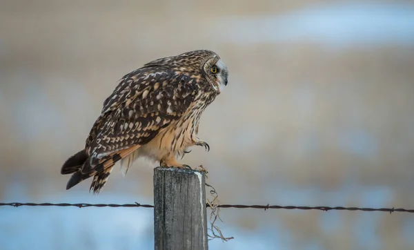 Chouette Sauvage Oiseau Nature Faune — Photo