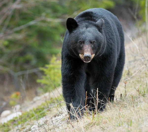 Urso Negro Selvagem Natureza Fauna — Fotografia de Stock