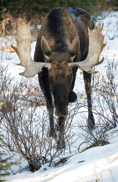 Wild Bull Moose Nature Fauna — ストック写真