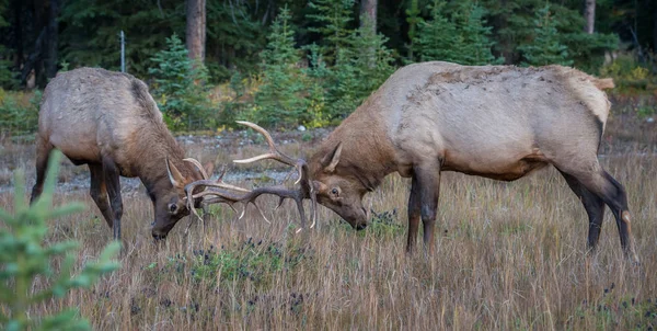 Alces Touro Selvagens Natureza Fauna — Fotografia de Stock