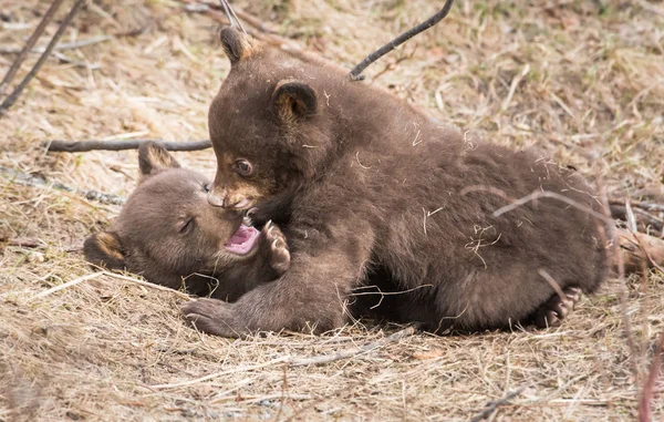 Vad Fekete Medvék Természet Állatvilág — Stock Fotó