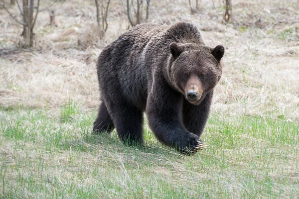 Wild Grizzly Bear Nature Fauna — Stock Photo, Image