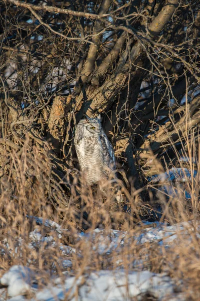 Eule Freier Wildbahn Vogel Natur Fauna — Stockfoto