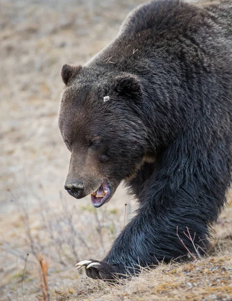 Dziki Niedźwiedź Grizzly Natura Fauna — Zdjęcie stockowe