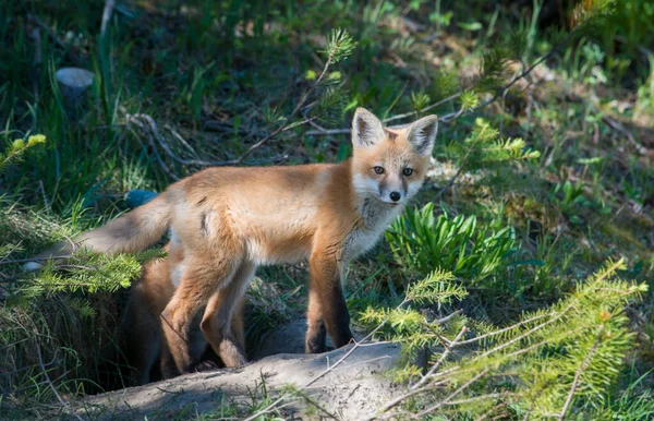 Red Fox Animal Nature Fauna — Stock Photo, Image