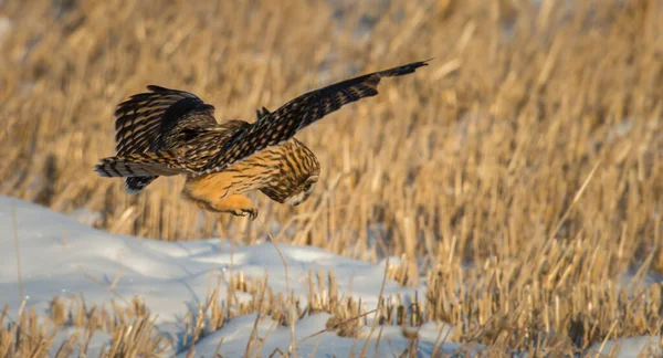 Hibou Sauvage Oiseau Nature Faune — Photo