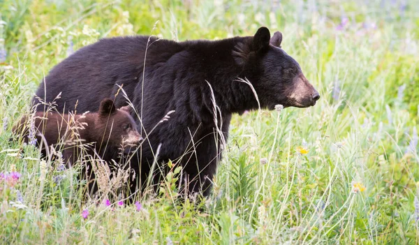 Orso nero — Foto Stock