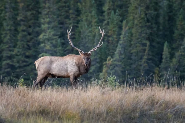 Wapiti Sauvage Animal Nature Faune — Photo