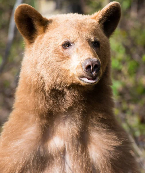 野生黑熊 — 图库照片