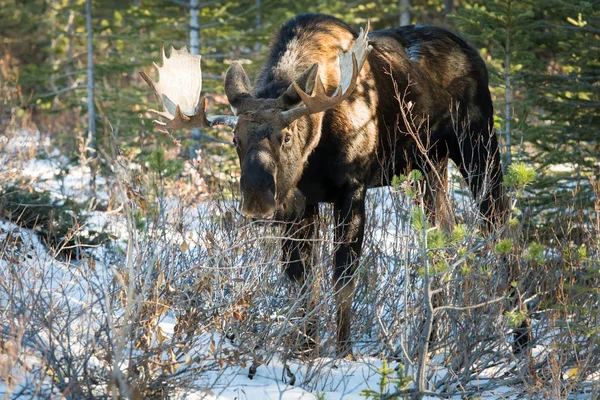 Wild Bull Moose Nature Fauna — ストック写真