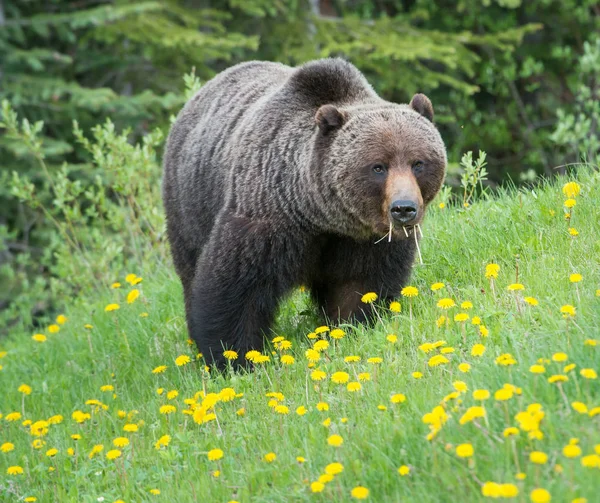 Vahşi Boz Ayı Doğa Fauna — Stok fotoğraf