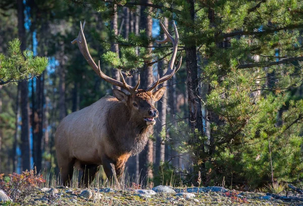 Wild Bull Elk Nature Fauna — ストック写真