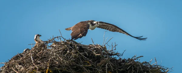 野生の鳥や動物です — ストック写真