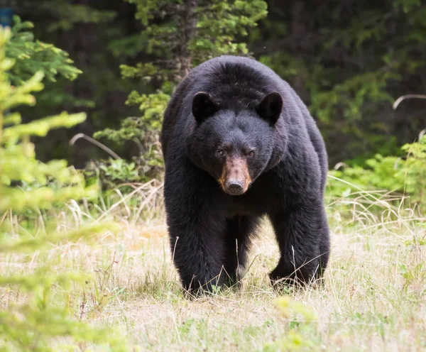 Urso Negro Selvagem Natureza Fauna — Fotografia de Stock