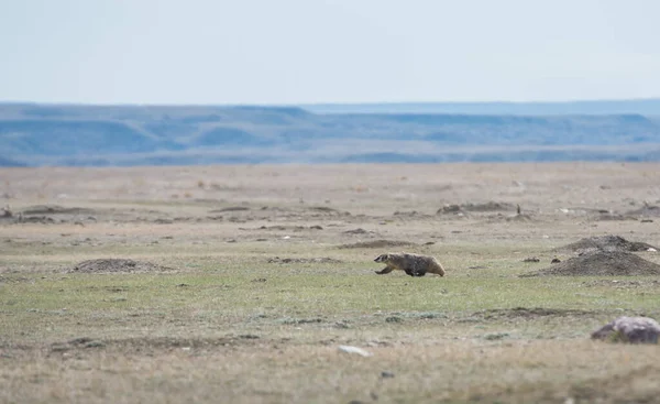 Dassenjacht Prairies — Stockfoto