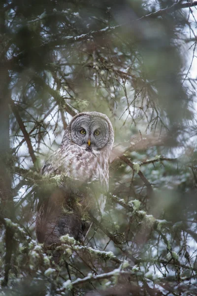 Gufo Selvatico Uccello Natura Fauna — Foto Stock