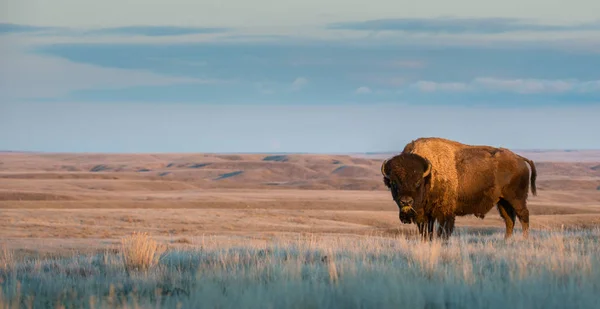 Vahşi Bizonlar Hayvanlar Doğa Fauna — Stok fotoğraf