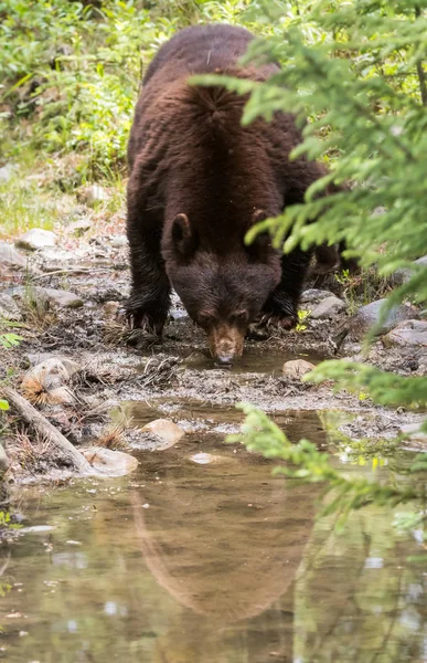 Orso Nero Selvatico Natura Fauna — Foto Stock