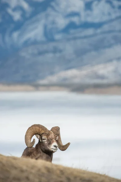 Bighorn. — Fotografia de Stock