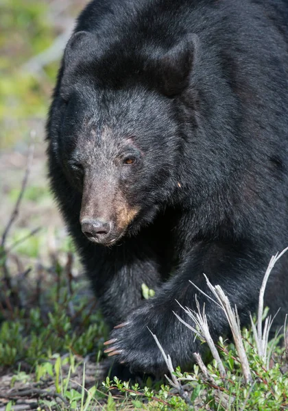 stock image wild black  bear. Nature, fauna