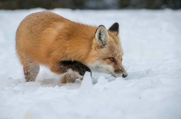 Volpe Rossa Animale Natura Fauna — Foto Stock