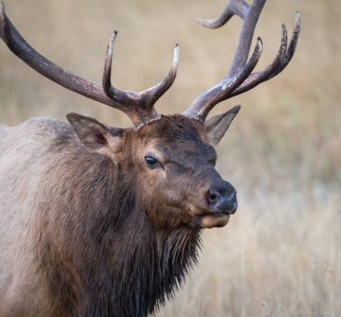 Vahşi geyik, hayvan. Doğa, fauna
