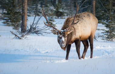 Vahşi geyik, hayvan. Doğa, fauna