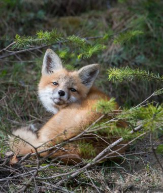 Kızıl tilki, hayvan. Doğa, fauna
