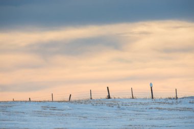 Vahşi baykuş, kuş. Doğa, fauna
