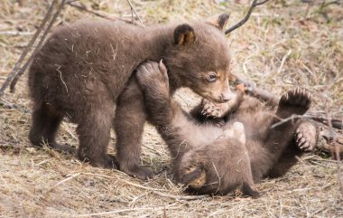 Wild black bears. Nature, fauna