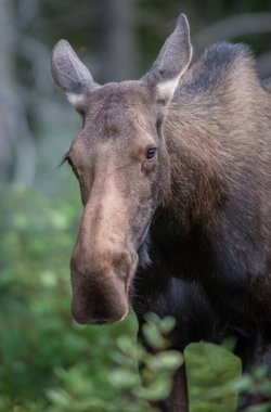 Vahşi geyik, hayvan. Doğa, fauna